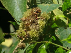 Mallotus mollissimus