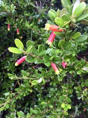 Nematolepis phebalioides