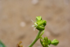 Matelea parviflora