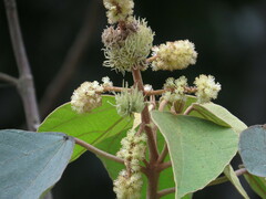 Mallotus mollissimus