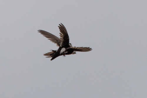 White-throated Swift
