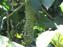 Mallotus mollissimus