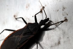 Triatoma