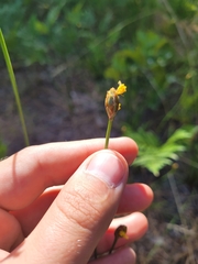Xyris ambigua