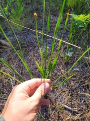 Xyris ambigua
