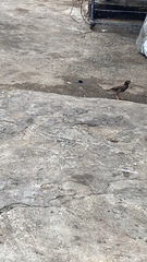 Acridotheres tristis