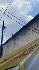 Acridotheres tristis