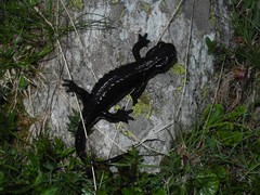 Salamandra lanzai