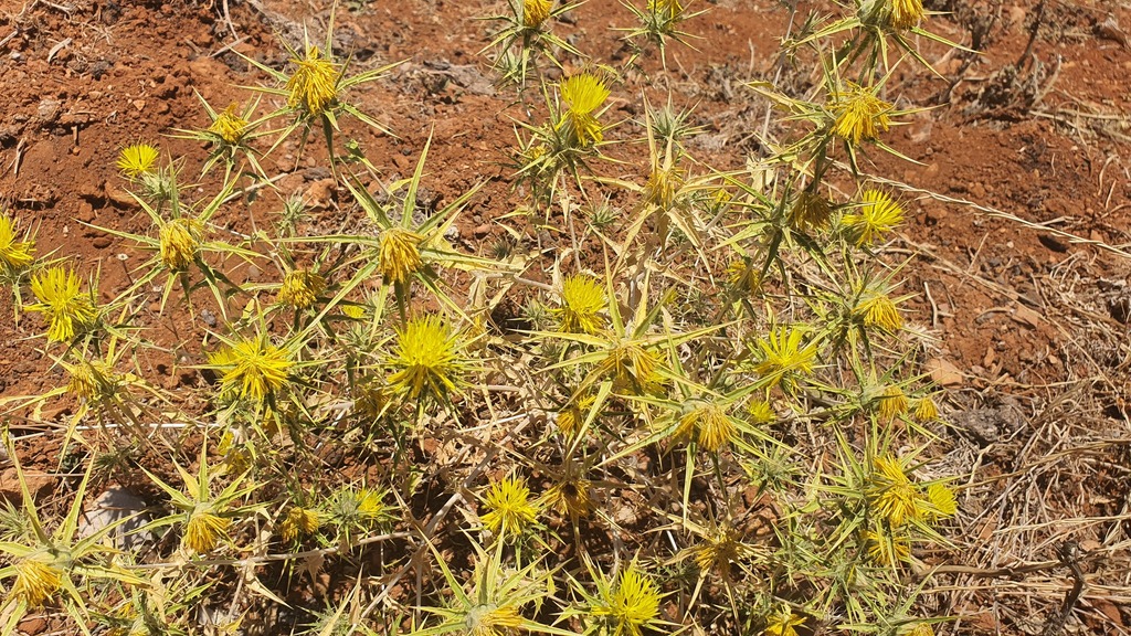 Carthamus