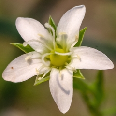 Arenaria lycopodioides