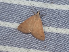 Hemeroplanis historialis