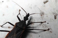 Triatoma
