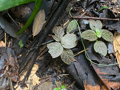 Fittonia albivenis