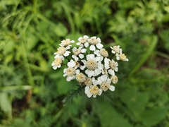 Achillea impatiens