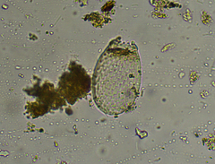 Euglypha