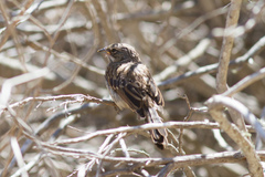 Artemisiospiza belli clementeae