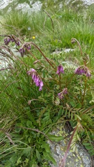 Hedysarum caucasicum