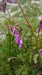 Hedysarum caucasicum