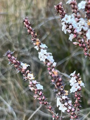 Epacris gunnii