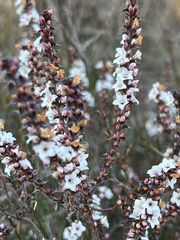Epacris gunnii