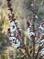 Epacris gunnii