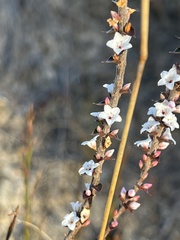 Epacris gunnii