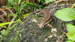 Eutropis multifasciata