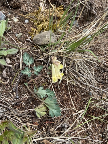 Corydalis magadanica, photograph 2