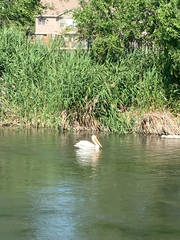 Pelecanus erythrorhynchos
