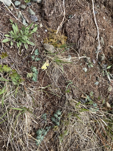 Corydalis magadanica, photograph 3