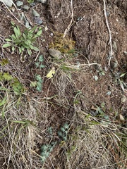 Corydalis magadanica