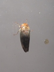Marganana suilla