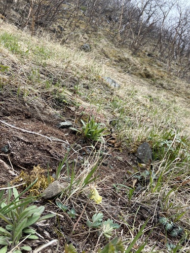 Corydalis magadanica, photograph 4