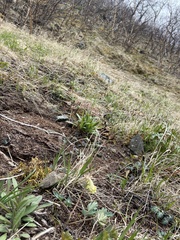 Corydalis magadanica