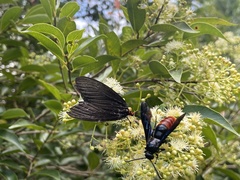 Histia flabellicornis