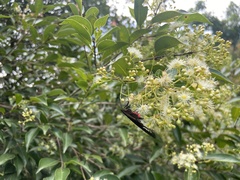 Histia flabellicornis