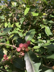 Glycosmis trifoliata