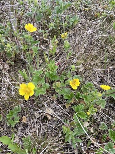 Potentilla fragiformis, photograph 6