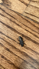 Tenebrio obscurus