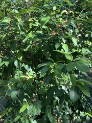 Glycosmis trifoliata