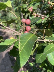Glycosmis trifoliata
