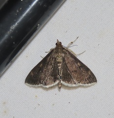 Pyrausta niveicilialis