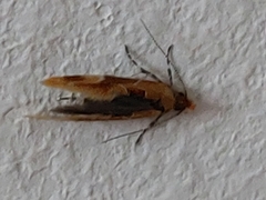 Epicallima formosella