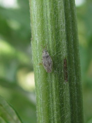 Tingis crispata