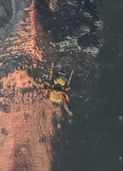 Harmochirus insulanus