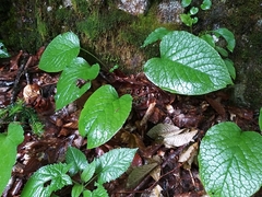Trachystemon orientalis