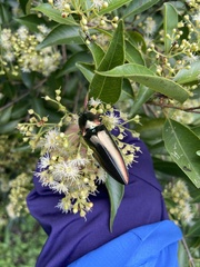 Campsosternus auratus