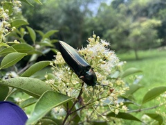 Campsosternus auratus