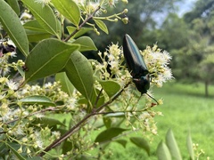 Campsosternus auratus