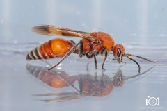 Timulla ornatipennis